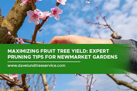 Maximizing Fruit Tree Yield: The Science of Pruning - raincitystudios.com