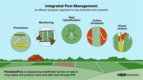Maximizing Pest Control: A Guide to Using Insect … - raincitystudios.com