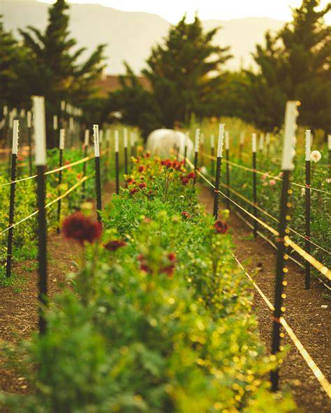 Maximizing Production for a Small-Scale Flower Farm - raincitystudios.com