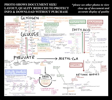 MCAT Comprehensive Biochemistry Metabolic Pathway Study Guide Etsy