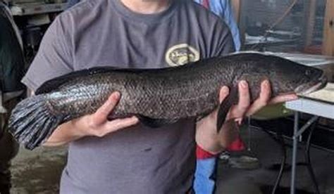 MDC: If you see this invasive fish in Missouri, kill it