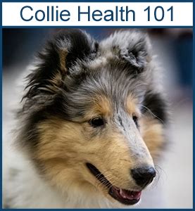 MDR1* – Collie Health Foundation