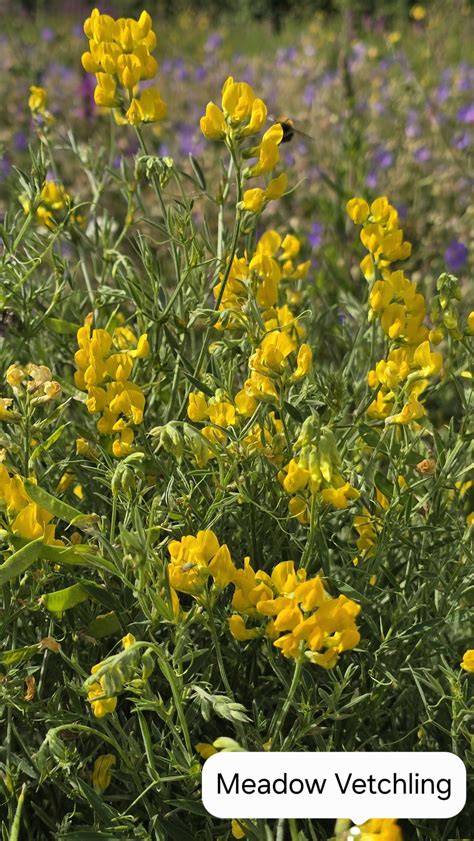 Meadow vetchling - The Wildlife Trusts - raincitystudios.com