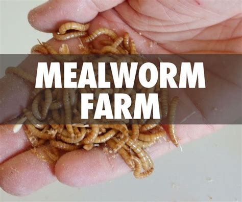 Mealworm Farm : 11 Steps (with Pictures) - Instructables - raincitystudios.com