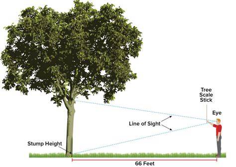 Measuring a tree - Minnesota DNR - raincitystudios.com