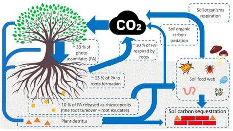 Measuring Plant Carbon Sequestration - Scribd - raincitystudios.com