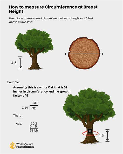 Measuring the girth of a tree - Pulchra Schools - raincitystudios.com