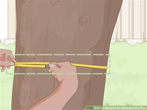 MEASURING TREE DIAMETER - aces.edu - raincitystudios.com