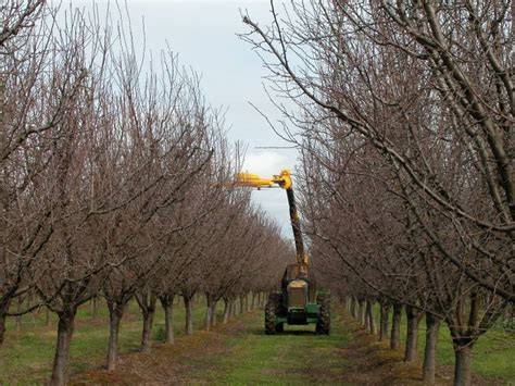 Mechanical Pruning of Prune Trees Update (2021) - raincitystudios.com