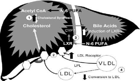 Mechanisms by which Dietary Fatty Acids Modulate Plasma Lipids - muktibox.com