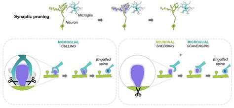Mechanisms governing activity-dependent synaptic pruning in the ... - muktibox.com