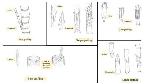Mechanisms Underlying Graft Union Formation and … - raincitystudios.com