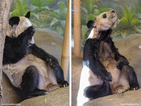 MEDIA RELEASE: Abused Memphis Zoo Pandas Elicit 87,000 Calls ... - IDA USA