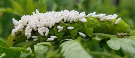 Medical Entomology Consulting, LLC - muktibox.com