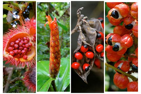 Medicinal Plants of the Amazon Rainforest - Pharmacology Mentor - muktibox.com