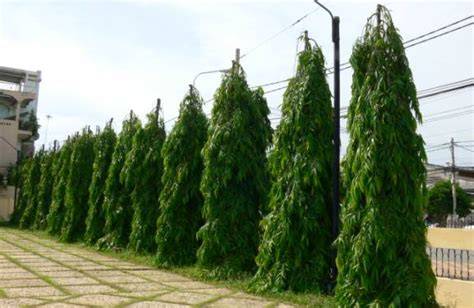 Medicinal Properties of Polyalthia longifolia (Masquerade Tree) - raincitystudios.com