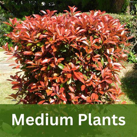 Medium-height Shrubs - raincitystudios.com