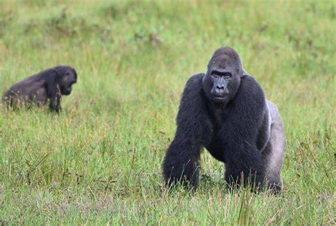 Meet the gorillas of Odzala-Kokoua - Africa … - raincitystudios.com
