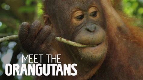 Meet the Orangutans - Center for Great Apes - raincitystudios.com