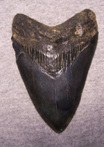 MEGALODON SHARK TOOTH 4 13/16" SHARK TEETH EXTINCT JAW …