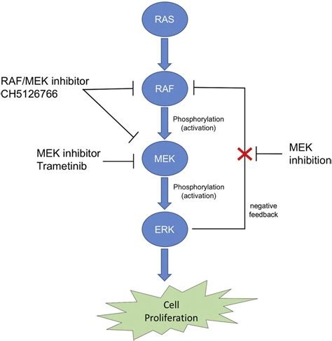 MEK inhibitor - Wikipedia