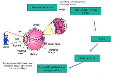 Mekanisme penglihatan pada mata vertebrata dipenga... - Roboguru - wintechmobiles.com