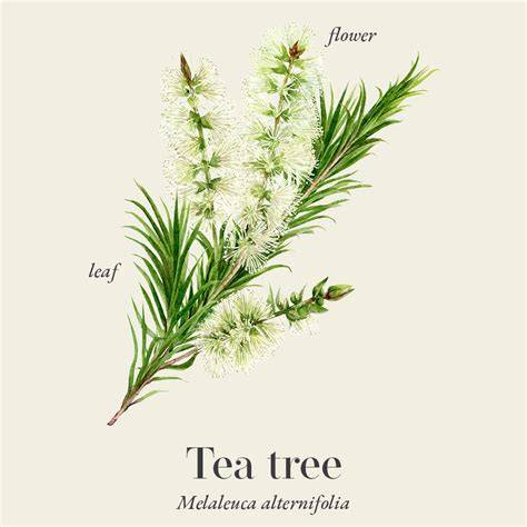 Melaleuca alternifolia (Tea Tree) Oil: a Review of Antimicrobial and ... - raincitystudios.com