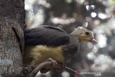 Melindungi maleo di luar kawasan konservasi - raincitystudios.com