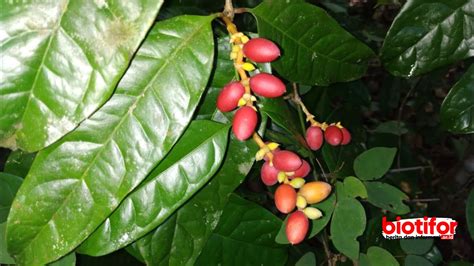 Melinjo - Wikipedia bahasa Indonesia, ensiklopedia bebas - muktibox.com