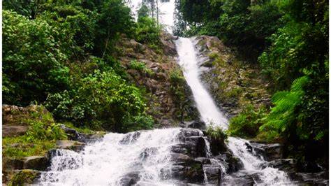 Melintasi hutan sungai penuh || tapan ||taman nasional … - raincitystudios.com