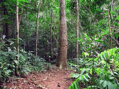 Memahami Istilah Hutan Sekunder - diklatkerja - raincitystudios.com