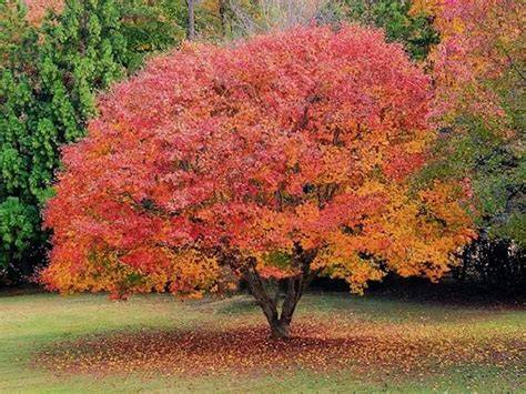 Memorial Trees – Specimen Maples & Premium Planting | Focal Point Trees ... - raincitystudios.com