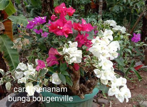 Menanam Pucuk Bunga Bougenville dengan Mudah - raincitystudios.com