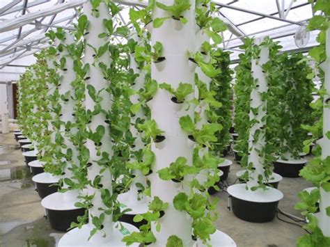 Menanam selada di pot vertikal dari sisa pipa bekas ☘ ... - raincitystudios.com