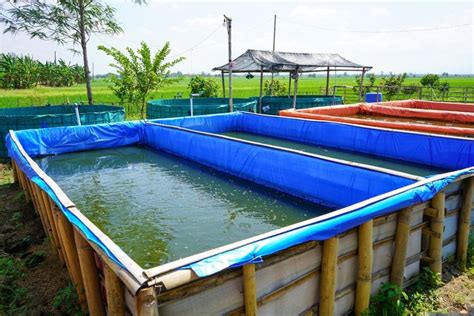 Mendeng Ra Poso Tapi Kerjo: Petani Muda dan Kolam Terpal - raincitystudios.com
