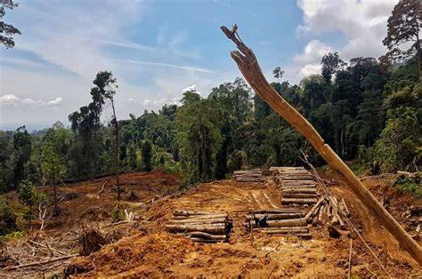 Mengapa Deforestasi Berbahaya dan Bagaimana Cara … - raincitystudios.com