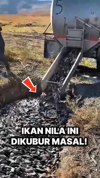 Mengapa Ikan Nila Di Australia Ditangkap Dan Dikubur Demi Ekosistem ... - raincitystudios.com