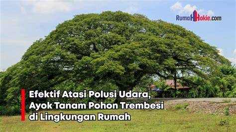 Mengatasi Polusi Udara dengan Pohon Trembesi - Kompasiana - raincitystudios.com