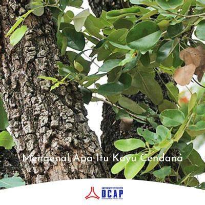 Mengenal Apa Itu Kayu Cendana - raincitystudios.com
