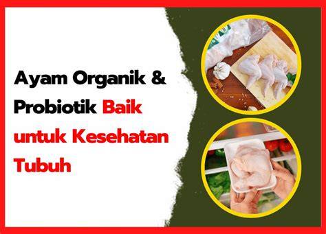 Mengenal Ayam Organik & Probiotik yang Baik untuk - raincitystudios.com