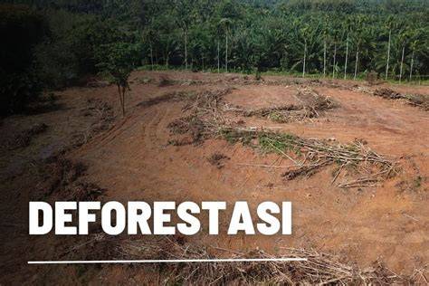 Mengenal Deforestasi beserta Penyebab dan … - raincitystudios.com
