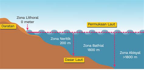 Mengenal Habitat dan Organisme Laut: Dari Zona Intertidal ... - An Nur - muktibox.com