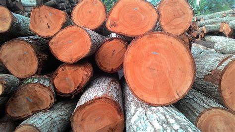 Mengenal Kayu Mahoni Indonesia - Ranu Woodcraft … - raincitystudios.com