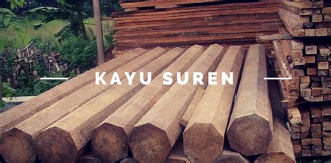 Mengenal Kayu Suren - Kampus Tani - raincitystudios.com