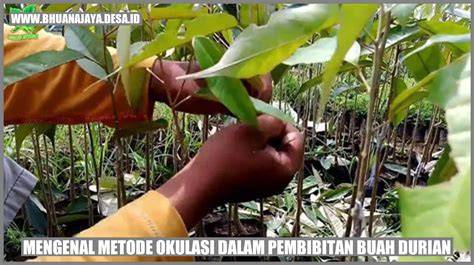 Mengenal Metode Okulasi dalam Pembibitan Buah Durian - raincitystudios.com