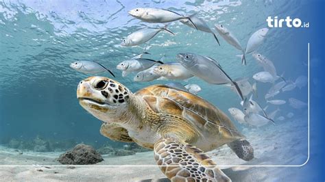 Mengenal Pengertian Laut & Samudra Serta Apa Perbedaan … - wintechmobiles.com