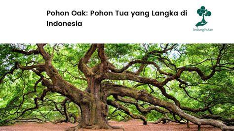 Mengenal Pohon Langka Hutan Indonesia - Jagad Tani - raincitystudios.com