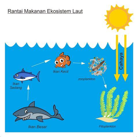 Mengenal Rantai Makanan pada Ekosistem Laut - raincitystudios.com