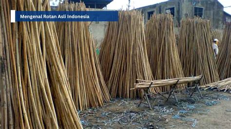 Mengenal Rotan Si Tali Hutan - raincitystudios.com