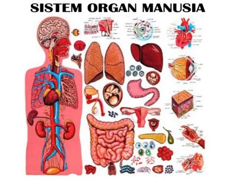 Mengenal Sistem Organ pada Manusia dan Fungsinya - wintechmobiles.com